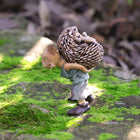 Pixie Carrying a Hedgehog