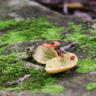 Green and Orange Frogs on a Leaf with a Lady Beetle