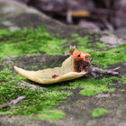 Green and Orange Frogs on a Leaf with a Lady Beetle