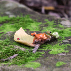 Green and Orange Frogs on a Leaf with a Lady Beetle