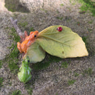 Green and Orange Frogs on a Leaf with a Lady Beetle