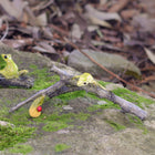 Gorgeous Green Frogs playing on a couple of Sticks with a little Lady Bug