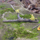 Gorgeous Green Frogs playing on a couple of Sticks with a little Lady Bug
