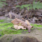 Fairy Baby asleep under a Leaf with a little Owl friend watching out for her
