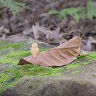 Fairy Baby asleep under a Leaf with a little Owl friend watching out for her