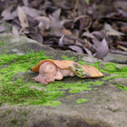 Fairy Baby Asleep under a leaf with a little Frog friend watching out for her
