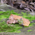 Fairy Baby Asleep under a leaf with a little Frog friend watching out for her