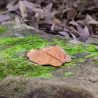 Fairy Baby Asleep under a leaf with a little Frog friend watching out for her