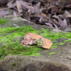 Fairy Baby Asleep under a leaf with a little Frog friend watching out for her