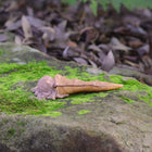 Cute Fairy Sleeping in a Leaf Blanket