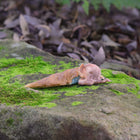 Cute Fairy Sleeping in a Leaf Blanket