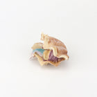 Cute Mermaid Sleeping in a Clam Shell