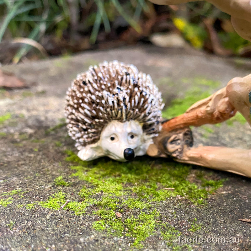 Pixie Poking his little Hedgehog Friend with a Stick