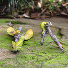 Gorgeous Green and Orange Frogs Playing on a Couple of Sticks