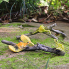 Gorgeous Green and Orange Frogs Playing on a Couple of Sticks