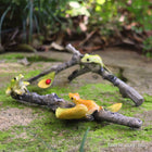 Gorgeous Green and Orange Frogs Playing on a Couple of Sticks