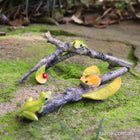 Gorgeous Green and Orange Frogs Playing on a Couple of Sticks