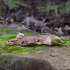 Fairy Baby Asleep under a Leaf next to a little Bunny